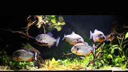 aquarium-von-cariba-piranha-habitat_Caribas in der Gruppe  