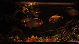 aquarium-von-cariba-piranha-habitat_Dämmerlicht. 