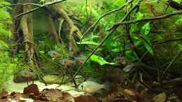 aquarium-von-botia-rio-180-wurzelbecken_