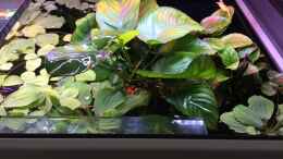 aquarium-von-danny-amazonas-uferbereich_Anubias barteri