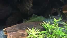 aquarium-von-danny-amazonas-uferbereich_L 200