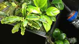 aquarium-von-danny-amazonas-uferbereich_Anubias barteri var. nana und Bucephalandra spec. Wavy Leaf