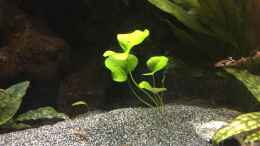 aquarium-von-danny-amazonas-uferbereich_Nymphoides hydrophylla Taiwan