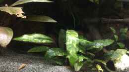 aquarium-von-danny-amazonas-uferbereich_Cryptocoryne x purpurea