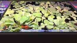 aquarium-von-danny-amazonas-uferbereich_Pistia stratiotes