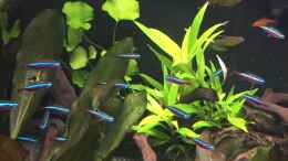 aquarium-von-danny-amazonas-uferbereich_Hygrophila ???Siamensis 53B???