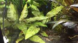 aquarium-von-danny-amazonas-uferbereich_Cryptocoryne pontederifolia