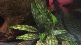 aquarium-von-danny-amazonas-uferbereich_Cryptocoryne x purpurea