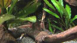 aquarium-von-danny-amazonas-uferbereich_L 134