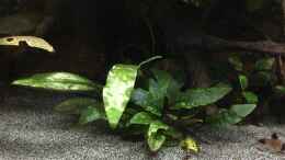 aquarium-von-danny-amazonas-uferbereich_Cryptocoryne x purpurea