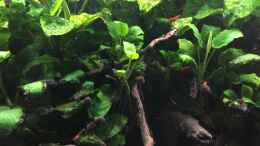 aquarium-von-danny-amazonas-uferbereich_Anubias barteri var. nana