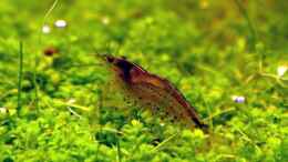 aquarium-von-christoph-werner-becken-3653_Caridina multidentata