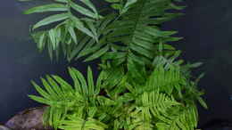 aquarium-von-junglist-yggdrasil_Polypodium formosanum