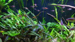 aquarium-von-marco-becken-36640_18.04.2020