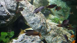 aquarium-von-th-tanganjika-frontosa--cyprichromis-----1000l_