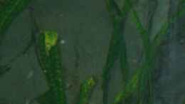 aquarium-von-andreas-hanfstaengl-becken-3668_Cryptocoryne (Hammerschlag)