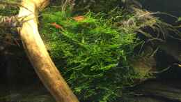 aquarium-von-danny-truebstadt_Taxiphyllum barbieri