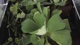 aquarium-von-danny-kampffischstation_Pistia stratiotes