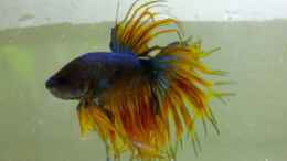 aquarium-von-stephy-blue-dream-und-betta-becken_King September 18