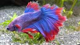 aquarium-von-stephy-blue-dream-und-betta-becken_Charly Juli 18