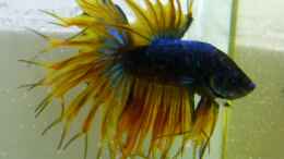 aquarium-von-stephy-blue-dream-und-betta-becken_King September 18