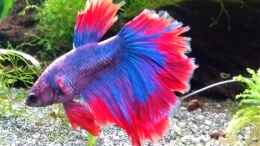 aquarium-von-stephy-blue-dream-und-betta-becken_Charly August 18