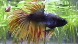 aquarium-von-stephy-blue-dream-und-betta-becken_King Juli 18