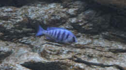 aquarium-von-tom-malawibecken-1120-liter_Placidochromis phenochilus Lupingu