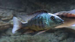 Foto mit Fossorochromis rostratus m