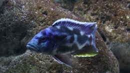 Foto mit Nimbochromis livingstonii m