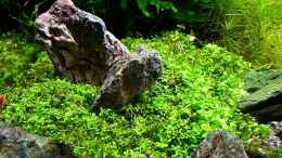 aquarium-von-tommyr-tommys039--scape_