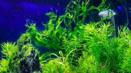 aquarium-von-tommyr-tommys039--scape_