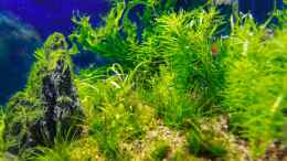 aquarium-von-tommyr-tommys039--scape_