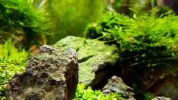 aquarium-von-tommyr-tommys039--scape_