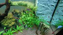 aquarium-von-ulli85-juwel-rio-180_Hydrocotyle tripartita 