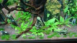 aquarium-von-ulli85-juwel-rio-180_Cryptororyne wendtii green