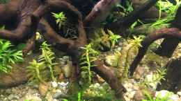 aquarium-von-harald-kaestner-asienbecken-badis-ruber_Rotala rotundifolia