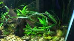 aquarium-von-harald-kaestner-asienbecken-badis-ruber_Cryptocoryne balansae