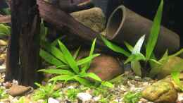 aquarium-von-harald-kaestner-asienbecken-badis-ruber_Pogostemon helferi und Hygrophila siamensis