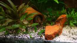 aquarium-von-patrick-ebert-becken-3686_