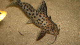 aquarium-von-heiko-schrandt-becken-3694_Synodontis njassae (Njassa Fiederbartwelse) Eine Gruppe von 