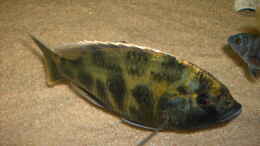 Foto mit Nimbochromis Venustus Mänchen