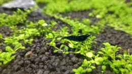 aquarium-von-niederbayer-andee-shallow-river_Neocaridina Davidi