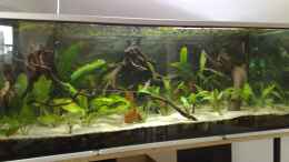 aquarium-von-dominic-taeuber-becken-3700_