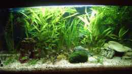 aquarium-von-tobias-zimpel-becken-3712_