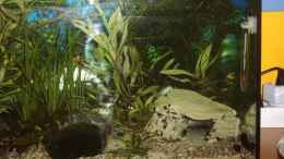 aquarium-von-tobias-zimpel-becken-3712_