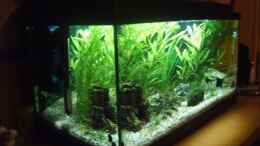 aquarium-von-tobias-zimpel-becken-3712_