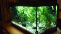 aquarium-von-tobias-zimpel-becken-3712_