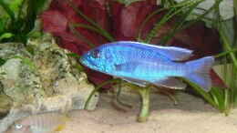 Foto mit Sciaenochromis fryeri