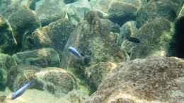 aquarium-von-florian-bandhauer-malawi-guru-becken-3-0_Eindrücke aus dem See bei Kawanga Rocks - Bild 3